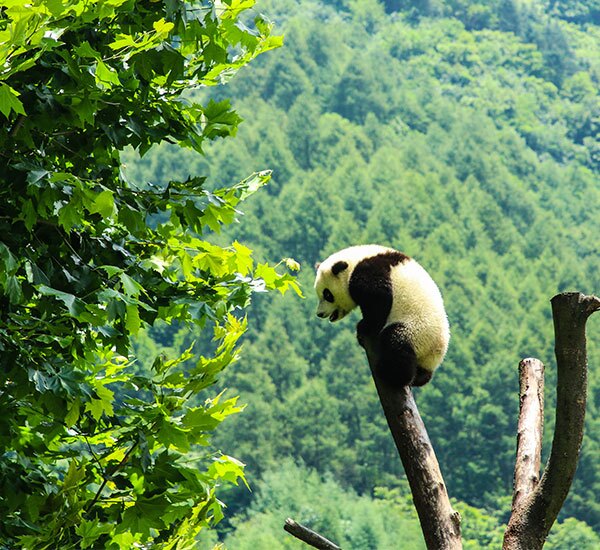 2-Day Wolong Panda Volunteer Program Tour