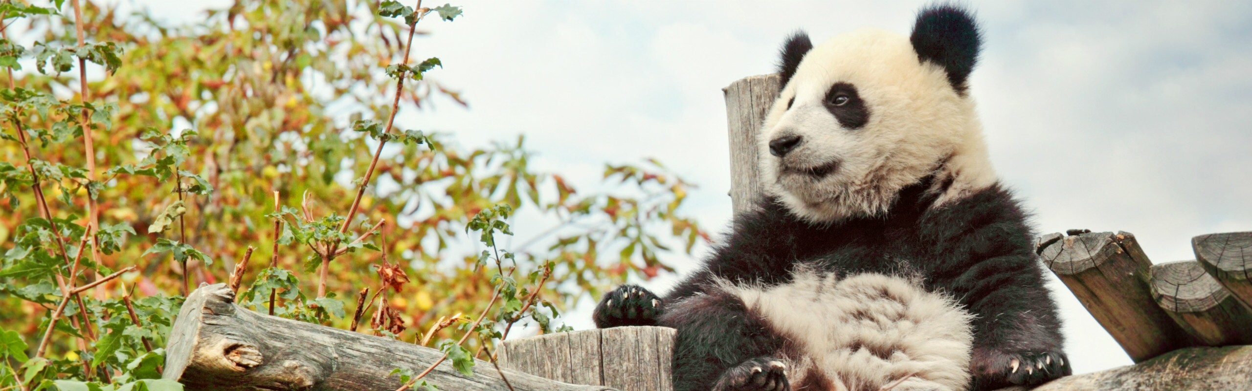 China Panda Tours
